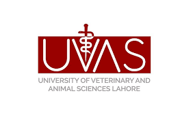 University Of Veterinary & Animal Sciences UVAS Lahore Jobs 2024 – Complete Guide